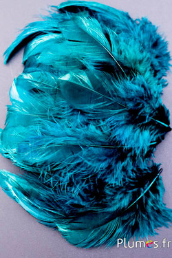 Gallina - 5-9 cm - petrolio